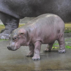 神戸市王子動物園カバの赤ちゃん